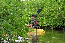 Kayaking Bonaire's mangrove forests