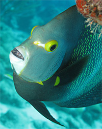 French Angelfish