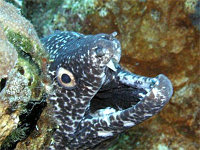 Moray Eel