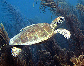A turtle plays in Bonaire's clear waters